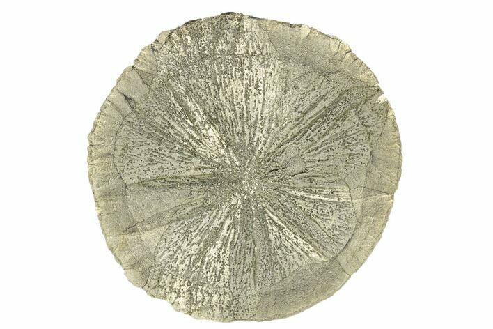 Pyrite Sun - Sparta, Illinois #180655